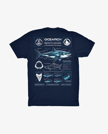 Shark Infographic